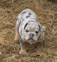 Tinsel lilac and tan merle , a female English Bulldog for sale in Pine Bush, NY – 4 of 10