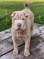 Lyla , a female Chinese Shar-Pei and Miniature Shar-Pei for sale in Pine Bush, NY – 7 of 10