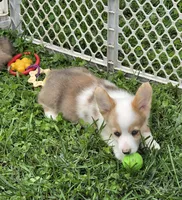 Beautiful Bentley , a male Pembroke Welsh Corgi for sale in Pine Bush, NY – 6 of 9