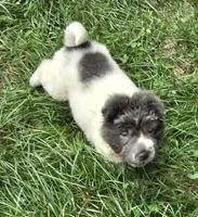 Tara blue flower bear coat mini , a female Chinese Shar-Pei and Miniature Shar-Pei for sale in Pine Bush, NY – 6 of 10