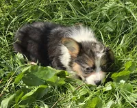 Duffy the fluffy , a male Pembroke Welsh Corgi for sale in Pine Bush, NY – 7 of 10