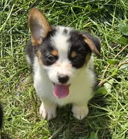 Oreo girl , a female Pembroke Welsh Corgi for sale in Pine Bush, NY – 6 of 10