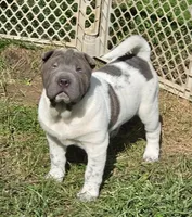 Blueberry mini flower , a female Chinese Shar-Pei and Miniature Shar-Pei for sale in Pine Bush, NY – 5 of 8