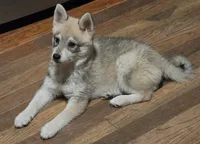 Bandit , a female Alaskan Klee Kai for sale in Pine Bush, NY – 8 of 10
