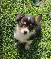 Brea , a female Pembroke Welsh Corgi for sale in Pine Bush, NY – 6 of 9