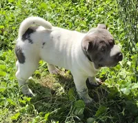 Blue Belle , a female Chinese Shar-Pei and Miniature Shar-Pei for sale in Pine Bush, NY – 4 of 8