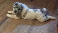 Nova blue merle flower bear , a female Chinese Shar-Pei and Miniature Shar-Pei for sale in Pine Bush, NY – 7 of 10