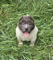 Tiny Tom blue flower bear mini , a male Chinese Shar-Pei and Miniature Shar-Pei for sale in Pine Bush, NY – 8 of 10