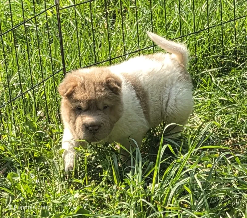 Logan mini lilac flower bear  – Chinese Shar-Pei, Miniature Shar-Pei puppy for sale in Pine Bush, NY