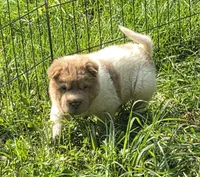 Logan mini lilac flower bear , a male Chinese Shar-Pei and Miniature Shar-Pei for sale in Pine Bush, NY – 1 of 9