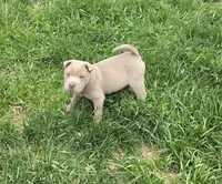 Layla mini lilac brush health tested, a female Chinese Shar-Pei and Miniature Shar-Pei for sale in Pine Bush, NY – Photo 6 of 9