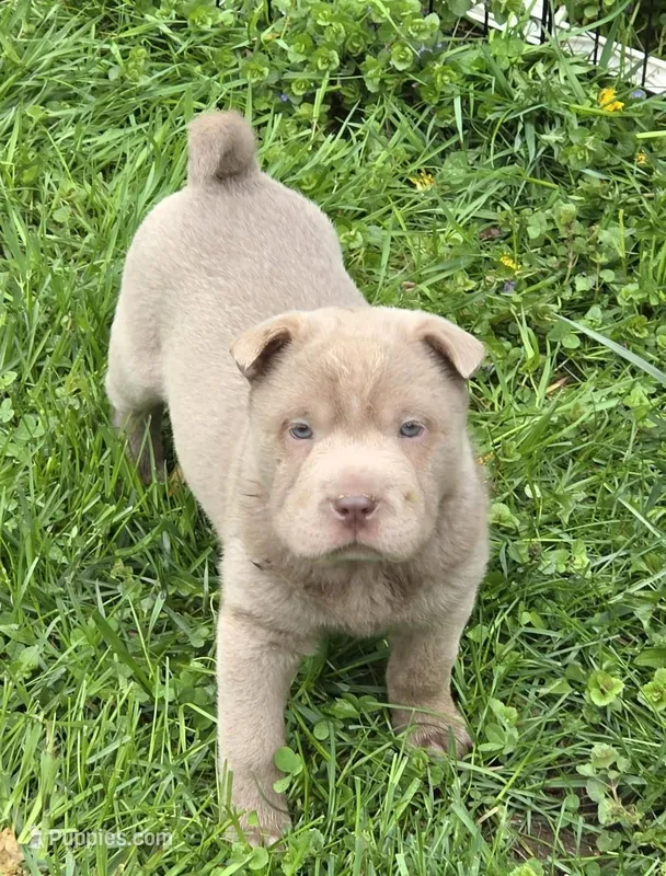 Layla mini lilac brush – Chinese Shar-Pei, Miniature Shar-Pei puppy for sale in Pine Bush, NY