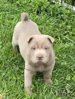 Layla mini lilac brush, a female Chinese Shar-Pei and Miniature Shar-Pei for sale in Pine Bush, NY – Photo 1 of 9