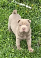 Layla mini lilac brush, a female Chinese Shar-Pei and Miniature Shar-Pei for sale in Pine Bush, NY – Photo 6 of 9