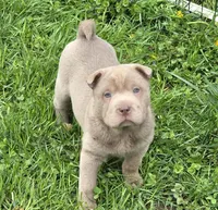 Layla mini lilac brush, a female Chinese Shar-Pei and Miniature Shar-Pei for sale in Pine Bush, NY – Photo 2 of 9