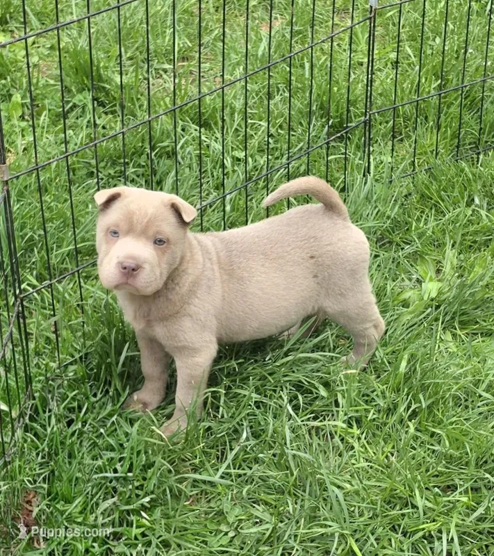 Layla mini lilac brush health tested – Chinese Shar-Pei, Miniature Shar-Pei puppy for sale in Pine Bush, NY