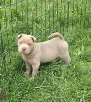 Layla mini lilac brush health tested, a female Chinese Shar-Pei and Miniature Shar-Pei for sale in Pine Bush, NY – Photo 1 of 9