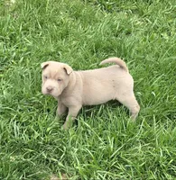 Layla mini lilac brush health tested, a female Chinese Shar-Pei and Miniature Shar-Pei for sale in Pine Bush, NY – Photo 3 of 9