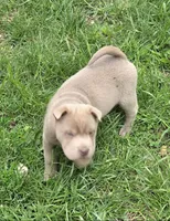 Layla mini lilac brush health tested, a female Chinese Shar-Pei and Miniature Shar-Pei for sale in Pine Bush, NY – Photo 9 of 9