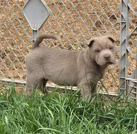 Layla mini lilac brush health tested, a female Chinese Shar-Pei and Miniature Shar-Pei for sale in Pine Bush, NY – Photo 2 of 9