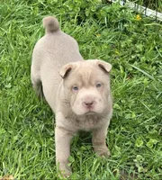 Layla mini lilac brush, a female Chinese Shar-Pei and Miniature Shar-Pei for sale in Pine Bush, NY – Photo 3 of 9
