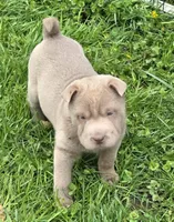 Layla mini lilac brush, a female Chinese Shar-Pei and Miniature Shar-Pei for sale in Pine Bush, NY – Photo 9 of 9