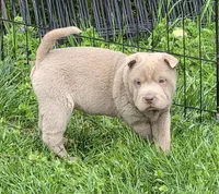Layla mini lilac brush, a female Chinese Shar-Pei and Miniature Shar-Pei for sale in Pine Bush, NY – Photo 4 of 9