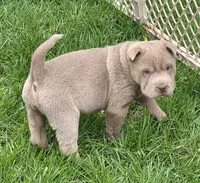 Layla mini lilac brush, a female Chinese Shar-Pei and Miniature Shar-Pei for sale in Pine Bush, NY – Photo 5 of 9
