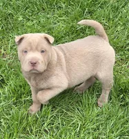 Layla mini lilac brush, a female Chinese Shar-Pei and Miniature Shar-Pei for sale in Pine Bush, NY – Photo 7 of 9