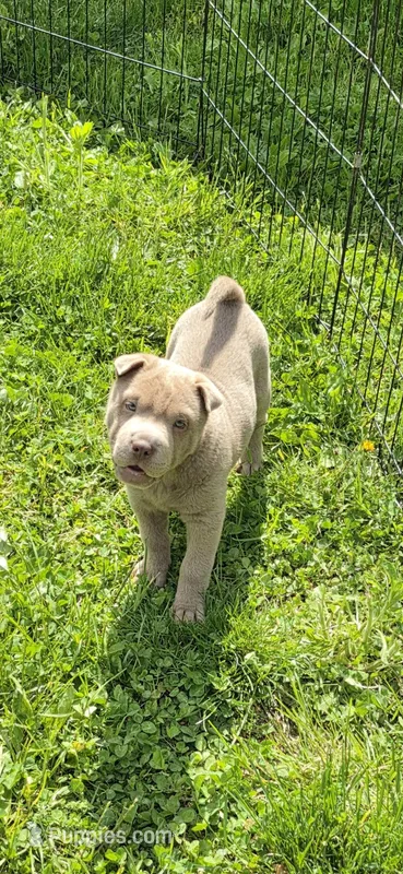 Layla mini lilac brush health tested – Chinese Shar-Pei, Miniature Shar-Pei puppy for sale in Pine Bush, NY