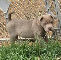 Layla mini lilac brush health tested, a female Chinese Shar-Pei and Miniature Shar-Pei for sale in Pine Bush, NY – Photo 5 of 9