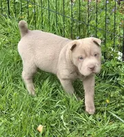 Layla mini lilac brush, a female Chinese Shar-Pei and Miniature Shar-Pei for sale in Pine Bush, NY – Photo 8 of 9