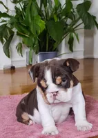 Snickers health clear , a male English Bulldog for sale in Pine Bush, NY – Photo 9 of 10