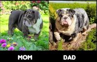 Snickers health clear , a male English Bulldog for sale in Pine Bush, NY – Photo 10 of 10