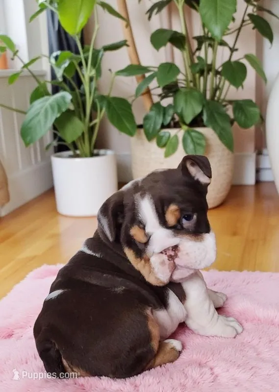 Snickers health clear 