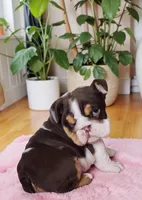 Snickers health clear , a male English Bulldog for sale in Pine Bush, NY – Photo 1 of 10