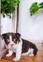 Snickers health clear , a male English Bulldog for sale in Pine Bush, NY – Photo 8 of 10