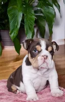 Snickers health clear , a male English Bulldog for sale in Pine Bush, NY – Photo 2 of 10