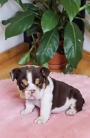 Snickers health clear , a male English Bulldog for sale in Pine Bush, NY – Photo 3 of 10