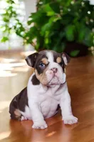 Snickers health clear , a male English Bulldog for sale in Pine Bush, NY – Photo 6 of 10