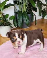 Snickers health clear , a male English Bulldog for sale in Pine Bush, NY – Photo 7 of 10
