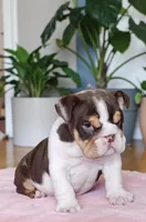 Snickers health clear , a male English Bulldog for sale in Pine Bush, NY – Photo 4 of 10