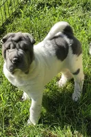 Trevor Blue flower mini brush, a male Chinese Shar-Pei and Miniature Shar-Pei for sale in Pine Bush, NY – 3 of 10