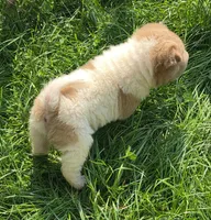 Logan mini lilac flower bear , a male Chinese Shar-Pei and Miniature Shar-Pei for sale in Pine Bush, NY – 8 of 9