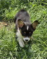 Brea , a female Pembroke Welsh Corgi for sale in Pine Bush, NY – 3 of 9