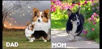 Lynx the low rider , a male Pembroke Welsh Corgi for sale in Pine Bush, NY – 10 of 10