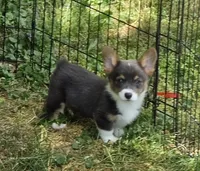 Lynx the low rider , a male Pembroke Welsh Corgi for sale in Pine Bush, NY – 5 of 10