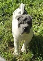 Trevor Blue flower mini brush, a male Chinese Shar-Pei and Miniature Shar-Pei for sale in Pine Bush, NY – 5 of 10
