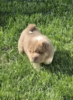 Norah blue fawn bear mini , a female Chinese Shar-Pei and Miniature Shar-Pei for sale in Pine Bush, NY – 6 of 8