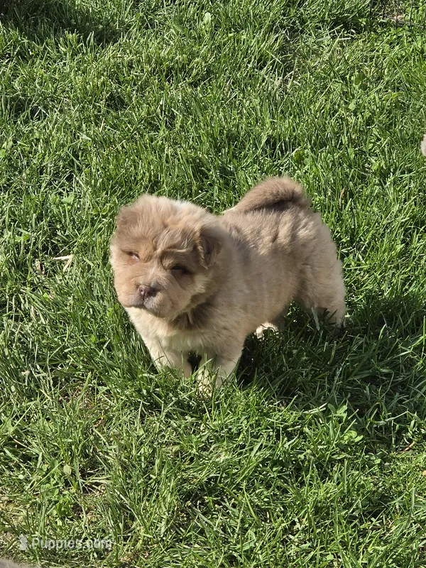 Norah blue fawn bear mini  – Chinese Shar-Pei, Miniature Shar-Pei puppy for sale in Pine Bush, NY